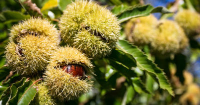 #AmiatAutunno: da settembre agli inizi di dicembre, otto comuni del Monte Amiata propongono una rassegna di appuntamenti dedicati ai prodotti tipici.